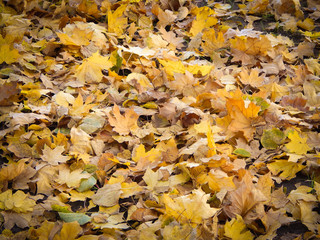 Autumn background of yellow leaves fallen leaves