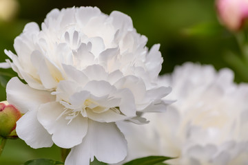 White peonies flowers in a park. Peonies bloom. Blooming flowers of soft focus in springtime. Nature wallpaper blurry background. Toned Image doesn’t in focus.