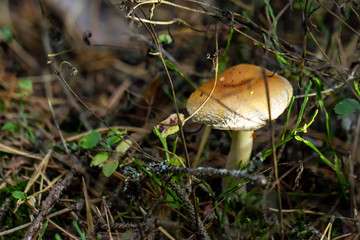 Pilze