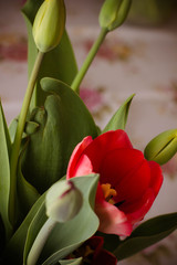 Naklejka premium red tulips