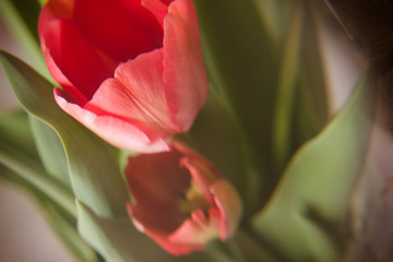 Naklejka premium red tulips
