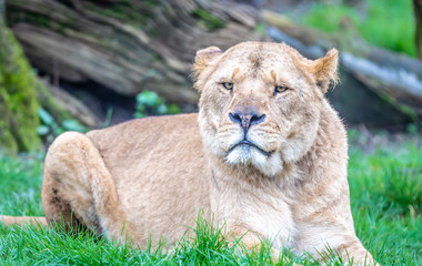 portrait of a lion