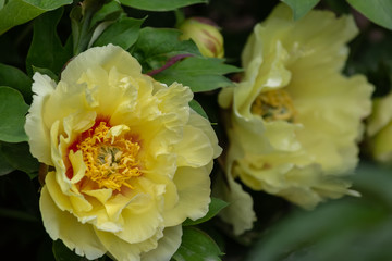 Peonies. Beautiful flowers in spring time.  Blooming flowers yellow peonies of soft focus in an orchard. Nature wallpaper backdrop. Toned image doesn’t in focus