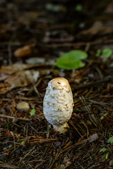 Pilze
