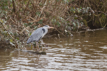 great blue heron