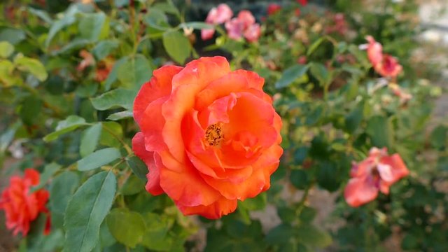 close-up flame red rose, natural rose hd video,