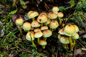 Pilze