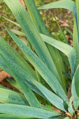 Obraz premium Yucca-Blätter mit Regentropfen