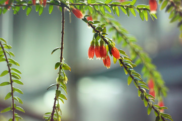 Unusual beautiful red flowers Agapetes serpens on a branch with foliage on a blue background