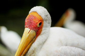 Yellow-billed stork (Mycteria ibis) close up 