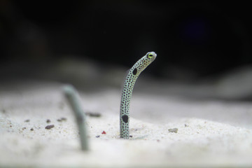 Spotted Garden Eel Heteroconger.  Amazing fish Congridae (conger eels). Garden Eel