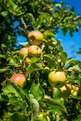 apples grows on a branch among the green foliage against a blue sky
