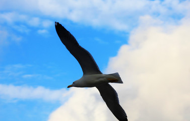 seagull flying on the sea