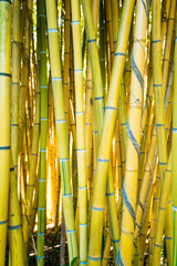 Bamboo forest. Natural background