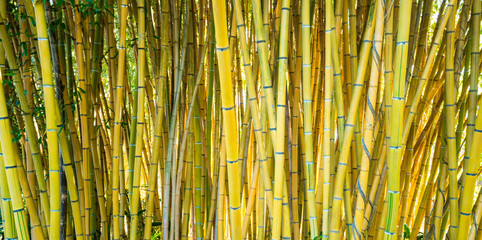 Bamboo forest. Natural background