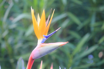 Fototapeta na wymiar strelitzia flower in the garden