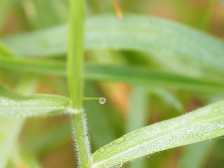 Drops of water on the grass