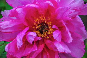 Blooming peony with soft light. Red peony with soft focus in a spring garden. Nature wallpaper blurry backdrop. Floral poster.