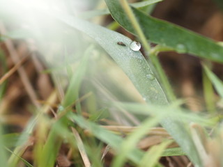 Drops of water on the grass