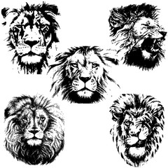 Lion silhouette collection. Vector illustration