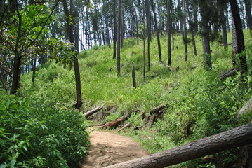 Ella forest in Sri Lanka