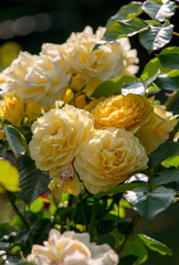 Yellow Rose on the Branch in the Garden