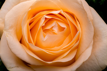 Close up of the orange rose flower