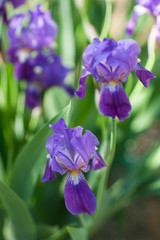 Beautiful purple irises