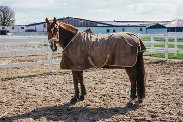Horse with a blanket