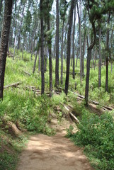 Obraz premium Ella forest in Sri Lanka