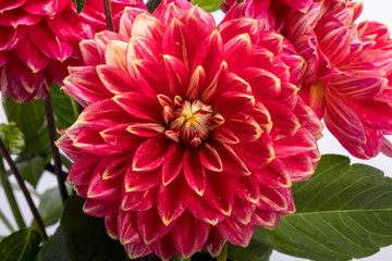 Red dahlia flower isolated on white background