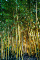 Bamboo forest.  nature background