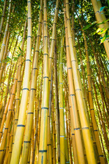 Fototapeta premium Bamboo forest. nature background