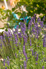 Obraz premium the blooming lavender flowers in Provence, near Sault, France