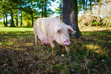 pig eats grass in a meadow