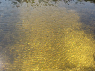 Abstract golden texture of ripples on the water and silhouettes of the fish under water. Curly lines of sun glare on the surface of the reservoir - a calm natural background with elements of geometry