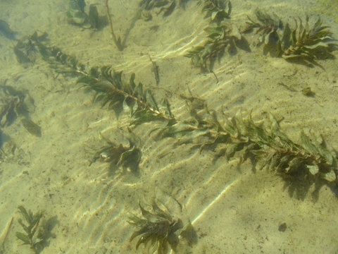Underwater plants Potamogeton perfoliatus on the sandy bottom and wavy lines of glare on the surface of the water. Beautiful natural floral and aqua background in beige colors