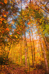 Fototapeta na wymiar Beautiful orange and red autumn forest