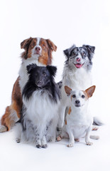 Four dogs on white background