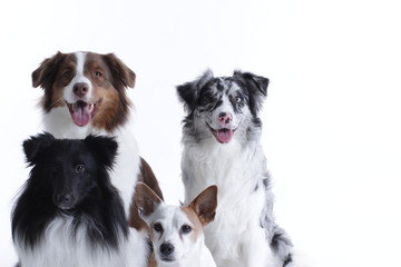 Four dog heads in front of white background