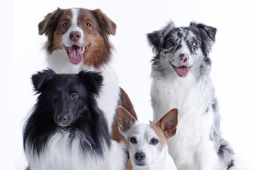 Four dog heads in front of white background