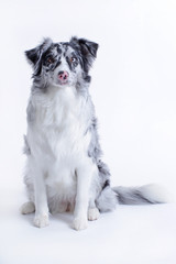 Australian shepherd dog sitting on white background