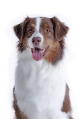 Portrait of a brown white australian shepherd