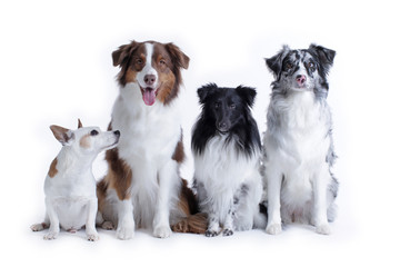 Four dogs on white background