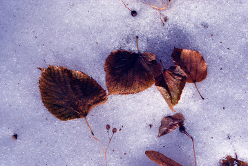 Dry brown-red linden leaves and seeds laying on snow, top view