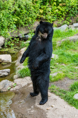 Black Bear. Ursus americans