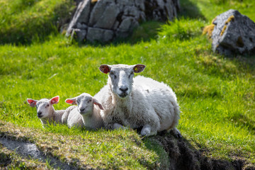 Naklejka na ściany i meble Mother and two baby sheep lying on a grass