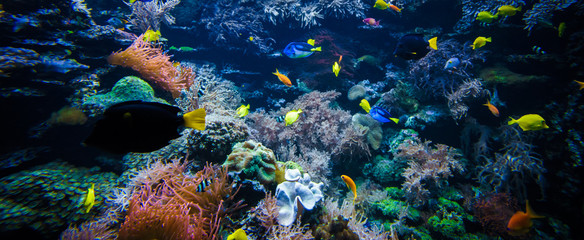 underwater coral reef landscape with colorful fish © EwaStudio