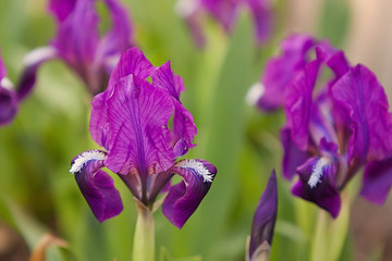 Spring blossom background. Beautiful flowers of purple iris. Selective focus.