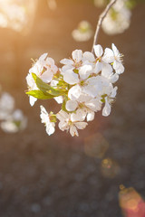 Spring blossom background. Beautiful sweet cherry flowers in back sunlight. Warm spring evening. Selective focus. Copy space for text
